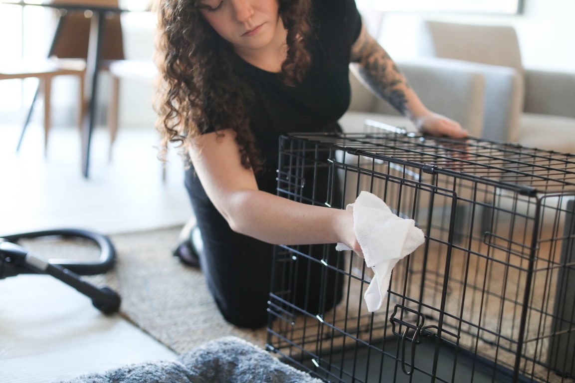 Image showcasing Cleaning Pet Accessories - House Work