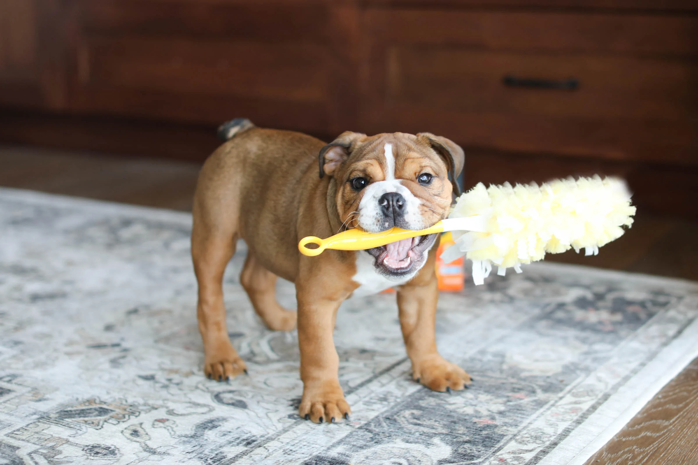 How to Clean Your House With Pets