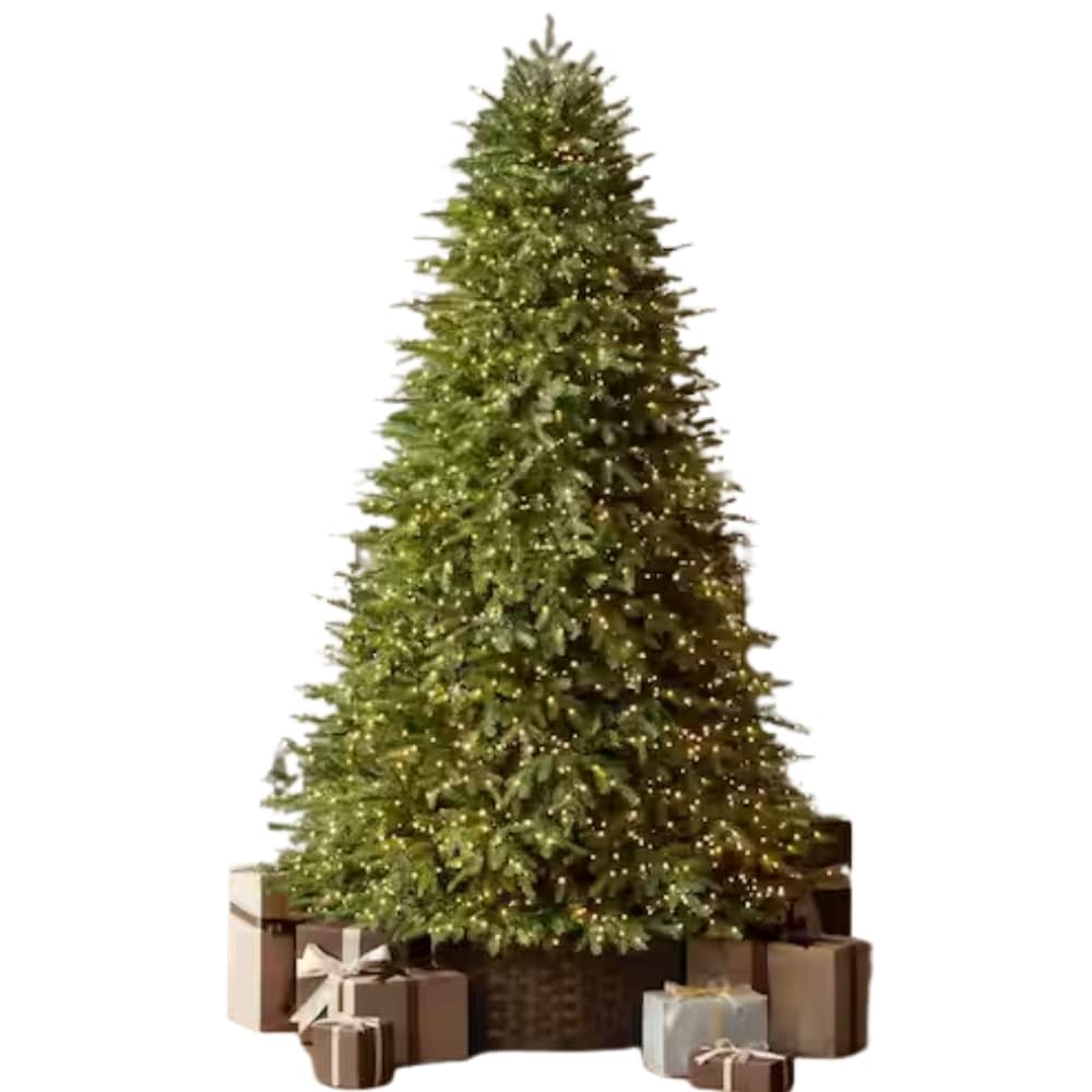 Grand Duchess Twinkling Balsam Fir
